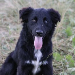 Nali - Australian Shepherd