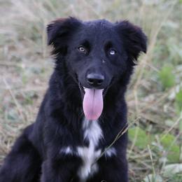 Nali - Australian Shepherd