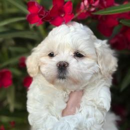 Teddy - White and cream male Bichon Frise puppy in Mesa, Arizona from Teddy Bears of Arizona