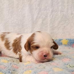 Dale - Blenheim male Cavalier King Charles Spaniel puppy in Pennsylvania from Julie's Cavalier King Charles Spaniels