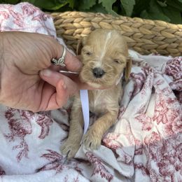 Girl 8 - female Irish Doodle puppy in Home, Pennsylvania from Plum Creek Acres Next Generation