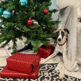 Whippet Puppies from Hertzog  Whippets