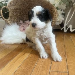 Bernedoodle Puppies from Timber Trail Bernedoodles RI