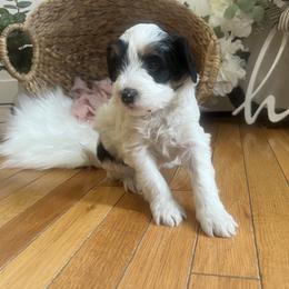 Bernedoodle Puppies from Timber Trail Bernedoodles RI