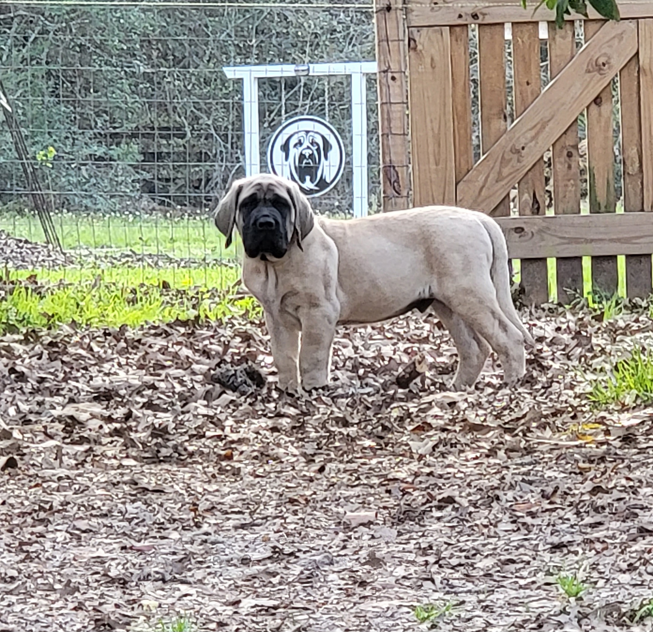 Mastiff All Grown Up from Southern Star English Mastiffs