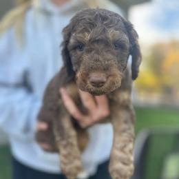 Spooky - Red phantom male Aussiedoodle puppy in Berrien Spring, Michigan from Red Bud Beautiful Doodles