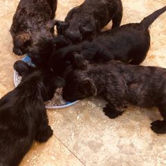 Scottish Terrier Puppies from Mary’s Scotty’s of Yorba