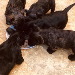 Scottish Terrier Puppies from Mary’s Scotty’s of Yorba