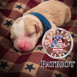 Patriot - Wheaten male Miniature Schnauzer puppy in Dorr, Michigan from Enchanted Paws