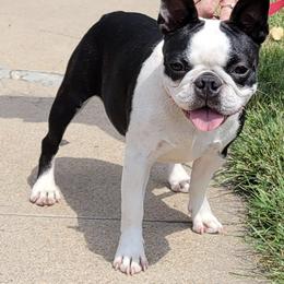 Boston Terrier puppies from R&M Bostons