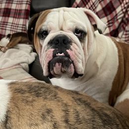 Bulldogs from Tyler's Bulldogs