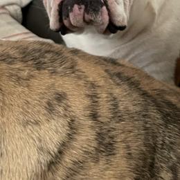 Bulldogs from Tyler's Bulldogs