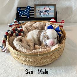Sea - Blue Collar Male - Parti male Goldendoodle puppy in Bradenton, Florida from Suncoast Goldendoodles
