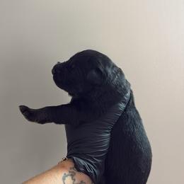 Eagle - Bi-color male German Shepherd puppy in Knowlton Township, New Jersey from Augenblick Kennels
