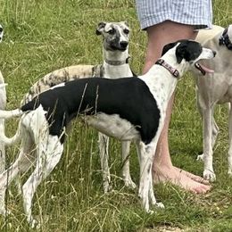 Roxy - Whippet