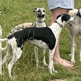 Roxy - Whippet