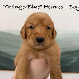 Hermes - Dark golden male Golden Retriever puppy in Weston, Missouri from Love is Golden