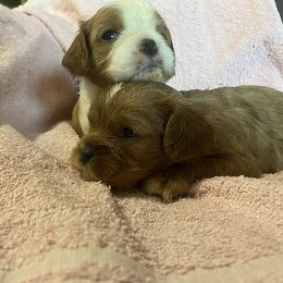 Cavalier King Charles Spaniel Puppies from Smylin Cavaliers