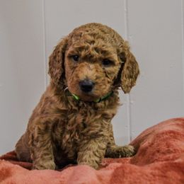 Goldendoodle Puppies from Southern Grace Acres