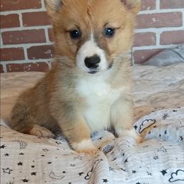Elsa - Fawn female Pembroke Welsh Corgi puppy in Checotah, Oklahoma from Skoal Creek Corgi's