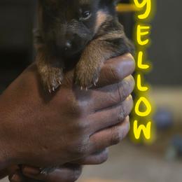 Yellow - Black and tan female German Shepherd puppy in Sebring, Florida from Blackwater K9
