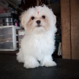Companion Cross, Mal-Shi, Maltese, Maltipoo, Morkie, and Shih Tzu Puppies from Seeking Shalom Acres Maltese, Maltipoos & Havamalts