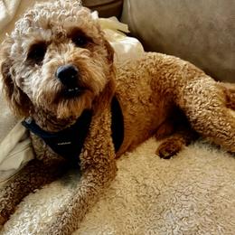 Benji - Goldendoodle