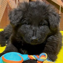 STEIN - Black German Shepherd puppy in Quincy, Washington from Sir Puente German Shepherds