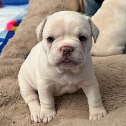 Sophie - Cream female French Bulldog puppy in Clayton, California from Frenchie Luvbugs