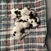 Japanese Chin puppies from Montra Japanese Chin & Cavalier King Charles Spaniels