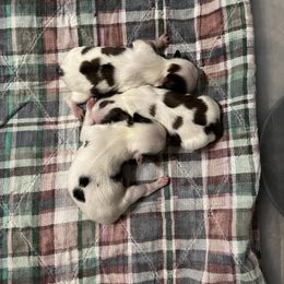 Japanese Chin puppies from Montra Japanese Chin & Cavalier King Charles Spaniels
