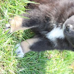Australian Shepherds from Vistar Aussies