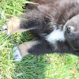Australian Shepherds from Vistar Aussies