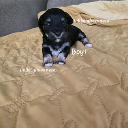 Boy1 - Black male Havanese puppy in Batesville, Arkansas from Hillbilly Havanese