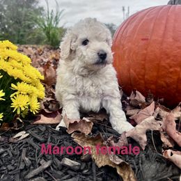 Aussiedoodle Puppies from Crabtree Farm Doodles