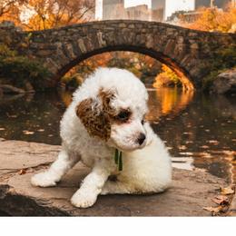 Green collar - Red and white male Cockapoo puppy in Wesson, Mississippi from Southern Country Doodles