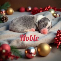 Noble - Gray and white male American Corgi puppy in Bland, Missouri from Shadey Lane Corgis