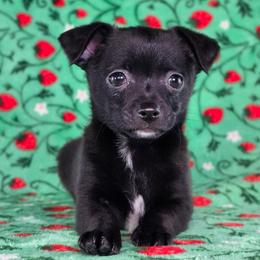 Prince Eric - Black male Chihuahua puppy in West New York, New Jersey from Pixie’s Magical Puppies