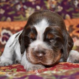 Jolene - Liver white and tan female English Springer Spaniel puppy in Chapmansboro, Tennessee from Balthrop Bend Farms