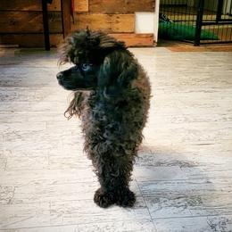 Poodles from Empyrean Front Range Fur Babies