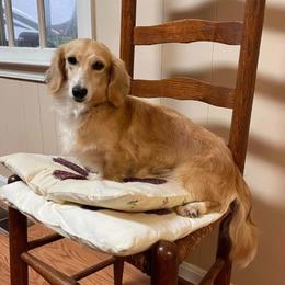 Honey - Dachshund