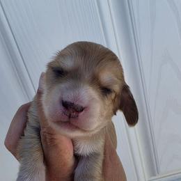 Saturday - Cream female Dachshund puppy in El Paso, Texas from Mells Weenies