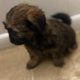Girl 2 - Sable and white female Shih Tzu puppy in Kingsland, Georgia from Shih-Tzu Puppy Dynasty