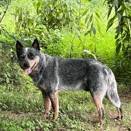 Timber - Australian Cattle Dog