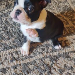 Boston Terrier Puppies from Bonze Boston Terriers