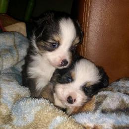 Toy Australian Shepherd Puppies from Kickapoo Creek Aussies