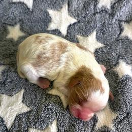 Baxter - Blenheim male Cavalier King Charles Spaniel puppy in Pennsylvania from Julie's Cavalier King Charles Spaniels