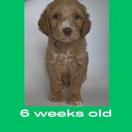 Joey - green collar - Caramel male Labradoodle puppy in Beavercreek, Oregon from Auburn Sky Labradoodles
