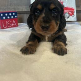 Black and Tan Dapple Girl - Black and tan female Dachshund puppy in Stilwell, Oklahoma from Bidding Creek Dachshunds