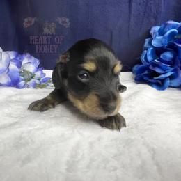 Robin - Black and tan female Dachshund puppy in Cascade, Virginia from Heart of Honey Miniature Dachshunds